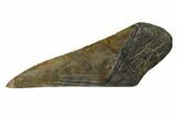 Partial, Fossil Megalodon Tooth Paper Weight #144419-1